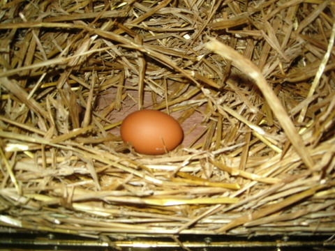 First egg.JPG